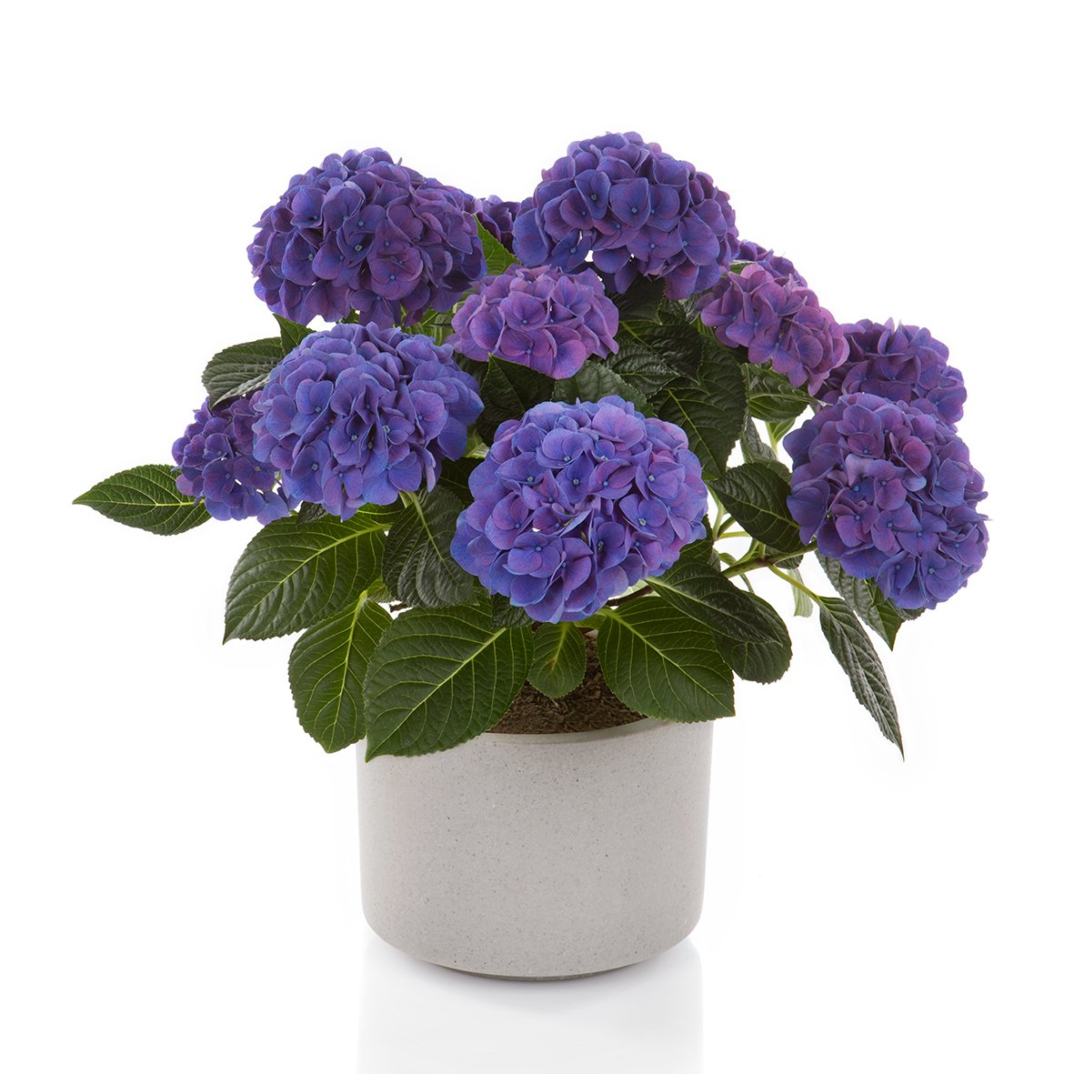 Hydrangea — Plants — ThinkPlants